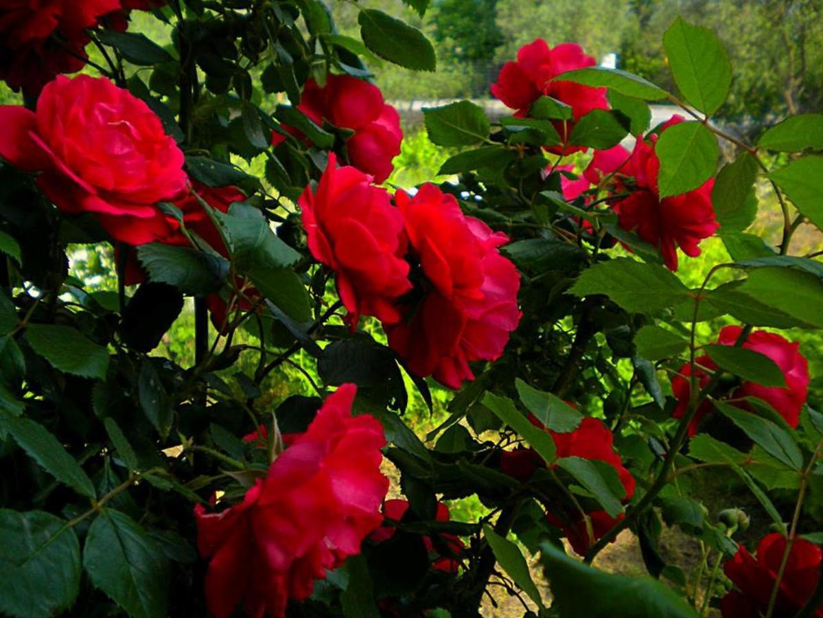 Diamanti Molivos Studios & Apartments Mithimna Dış mekan fotoğraf
